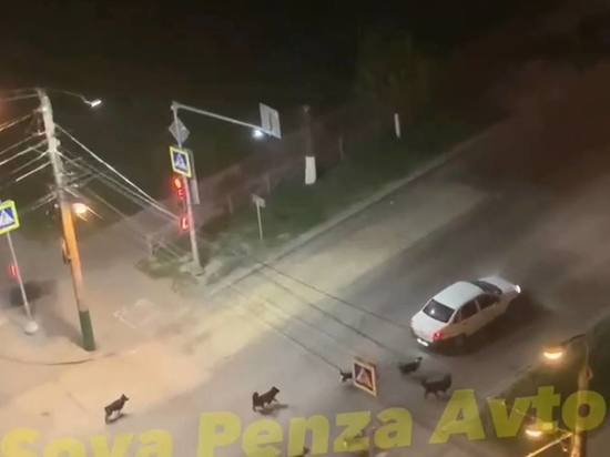 Звериное помешательство: в Пензе автомобиль преследовала стая собак