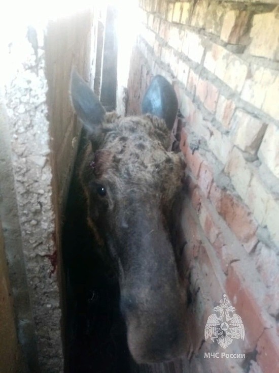 В Татарстане спасли застрявшего между гаражами лося