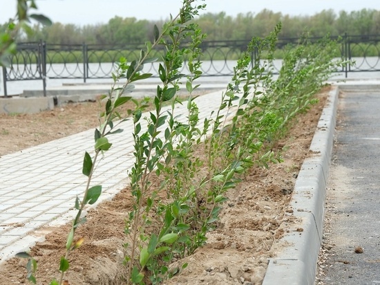 В Астрахани и области высадили более 160 тысяч растений в рамках акции «Сад памяти»