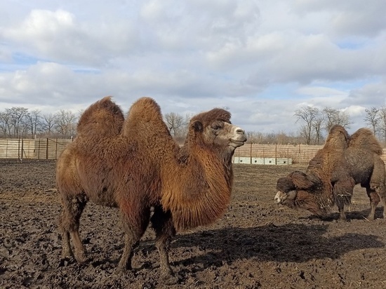 В Мариупольском зоопарке построят новые вольеры