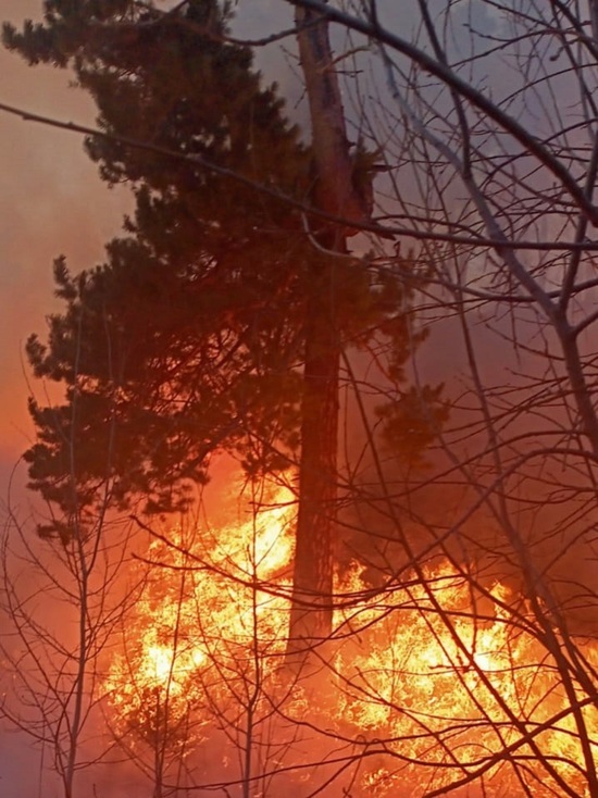 В Бурятии потушили лесной пожар почти на 12 гектарах