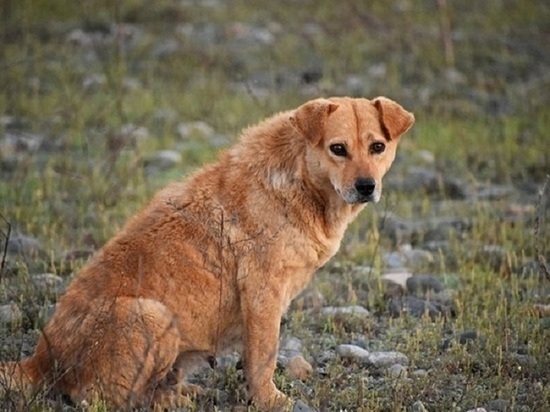 В Барнауле компании из сфер ЖКХ и благоустройства будут отлавливать бродячих собак