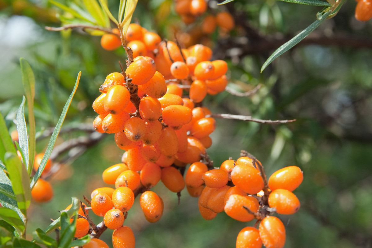 Hippophae rhamnoides Oil