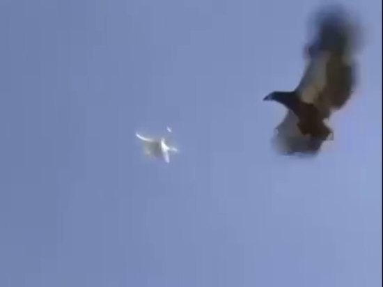 Шурыгин опубликовал видео тренировки орлов - перехватчиков дронов