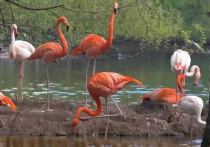 На днях состоялся их переезд в летнюю резиденцию

На летние "квартиры" переехали розовые фламинго в Московском зоопарке - грациозных птиц переселили из тёплого зимнего домика на их родной пруд