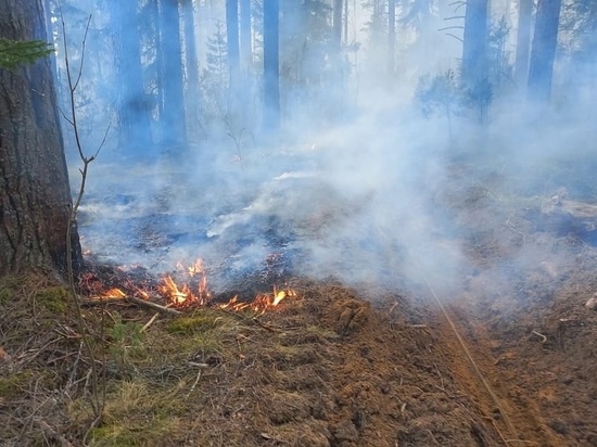 Седьмой лесной пожар потушили на Вологодчине