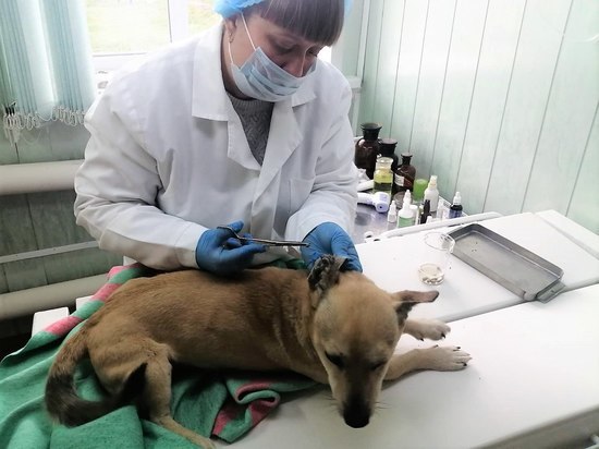 Саратовские ветеринары спасли собаку от массового поражения клещами