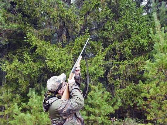 Костромская экология: жители Кологрива просят запретить охоту на диких гусей