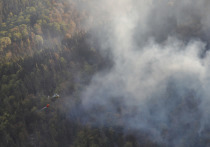 Лесопожарные службы в РФ в течение суток ликвидировали 110 природных пожаров на площади 9444 гектара, информирует Авиалесоохрана в Telegram-канале
