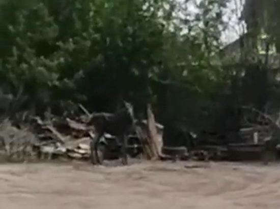 Заблудшую в город лосиху спасли и поместили в Пензенский зоопарк