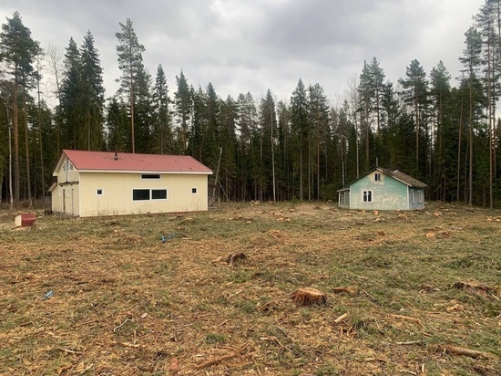 В Карелии вырубили лес на бывшей базе ДЮЦ