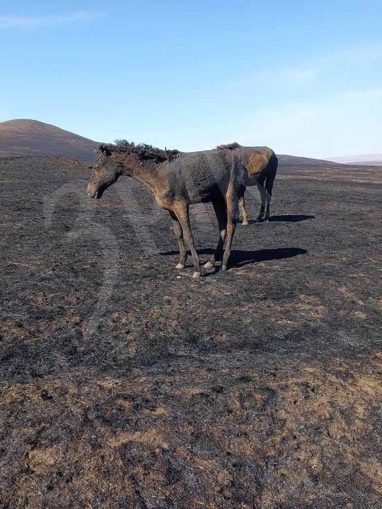 Ветврачи усыпили обожжённых после пожара в Забайкалье лошадей