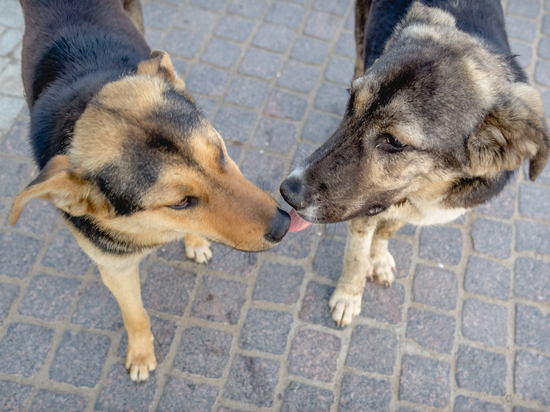 Стало известно, сколько собак проживают в Астраханской области на улице