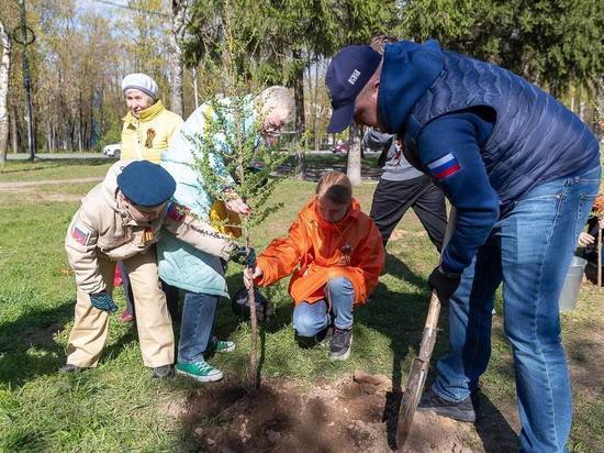 Молодые лиственницы посадили на месте бывшего концлагеря Шталаг-372 в Пскове
