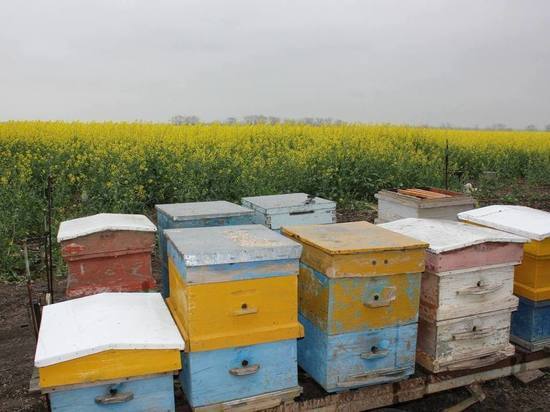 Ставропольских пчеловодов предупреждают о применении пестицидов на полях