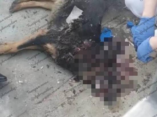 Краснодарские правоохранители проверят информацию об убитых собаках в парке