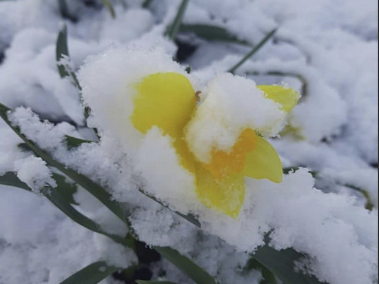 Кто снег заказал: ярославцы поделились в соцсетях фотографиями майских снежных пейзажей