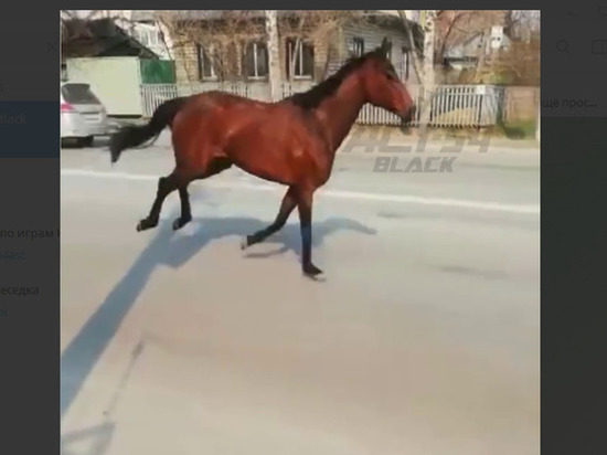 В Новосибирске по проезжей части бегала лошадь без наездника