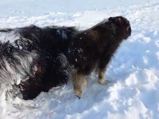 В Красноярском крае маленького овцебычка нашли около мёртвой матери