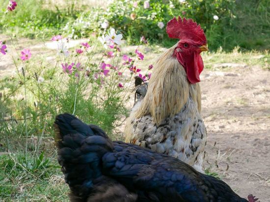 После обнаружения птичьего гриппа в Удмуртии рекомендовано ограничить продажу птиц и птицепродукции