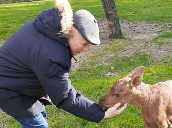 В ярославском зоопарке пополнение – из Любимского района привезли маленьких лосят