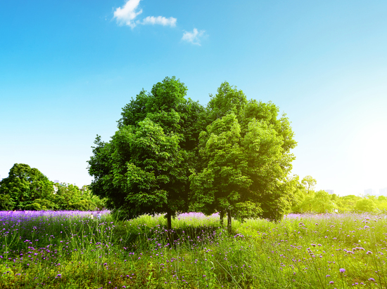 В Поморье высадят больше 16 тысяч деревьев в рамках акции «Сад Памяти»