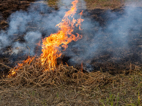 Кафе, более 20 га травы: сводка пожаров в Сахалинской области на 9 мая