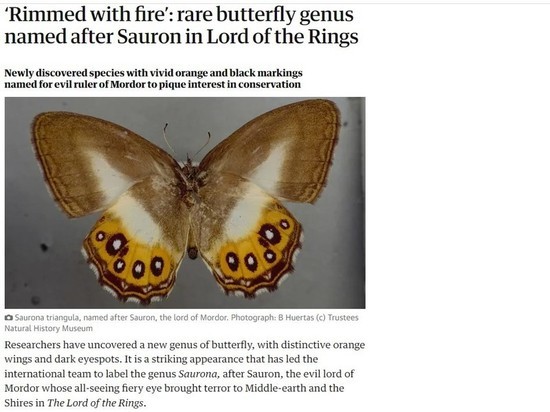 «В огненной оправе»: редкий род бабочек назван в честь Саурона из «Властелина колец»