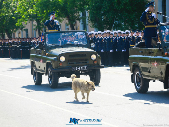 В Астрахани собака приняла участие в торжественном построении войск на 9 мая