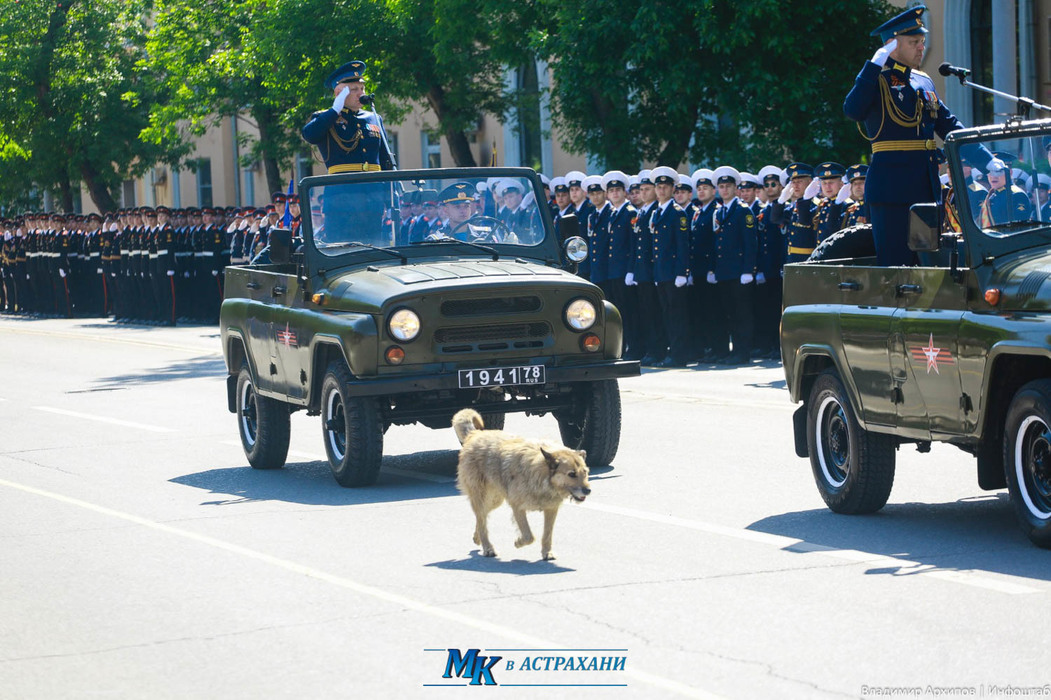 Астраханская собака приняла участие в торжественном построении войск на 9 мая: фотогалерея