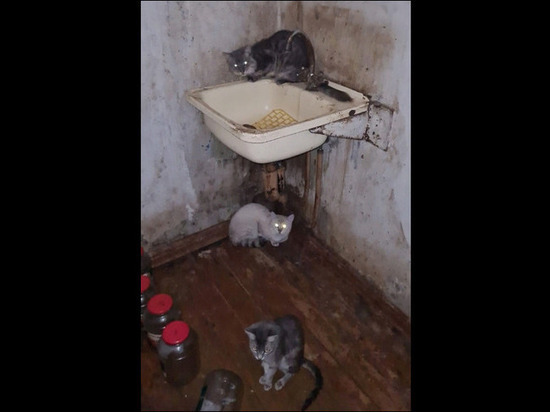 В Кузбассе два десятка кошек месяц прожили с трупом пожилой женщины
