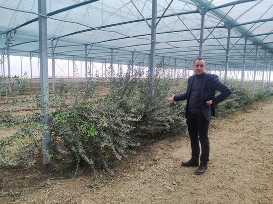 Крымские ученые нашли в листьях оливы вещество, которое угнетает раковые клетки