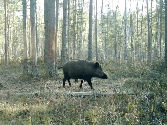 Беременную кабаниху сфотографировала видеоловушка под Петербургом