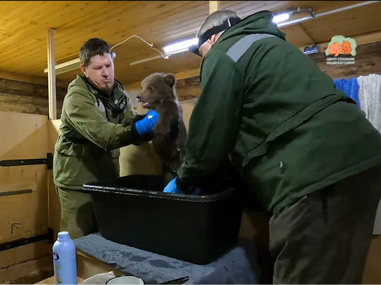 В Тверской области медвежатам-сиротам вновь устроили банный день