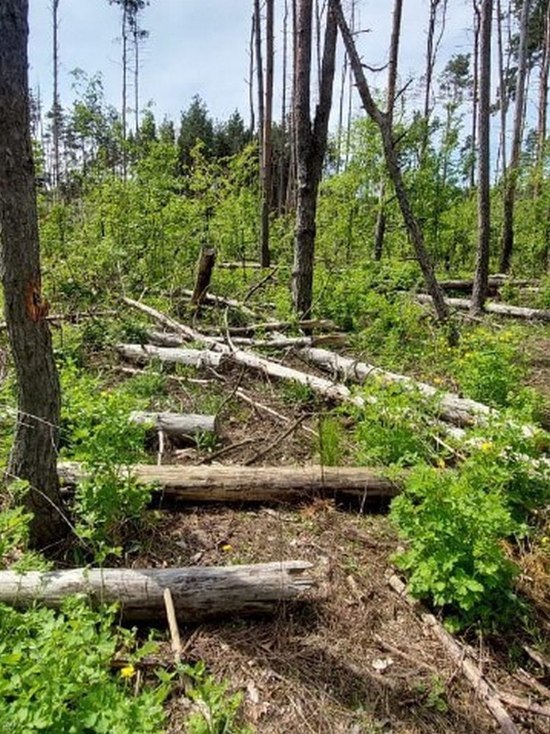 Глава СК России Бастрыкин заинтересовался вырубкой деревьев в «Северном лесу» Воронежа
