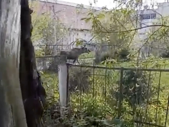 Чья потеряшка: ярославцы выложили в соцсетях видео гуляющего по городу лося
