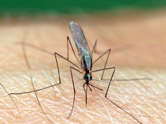 «Вызывают опасения»: алтайский ученый предупредила жителей края о нашествии малярийных комаров