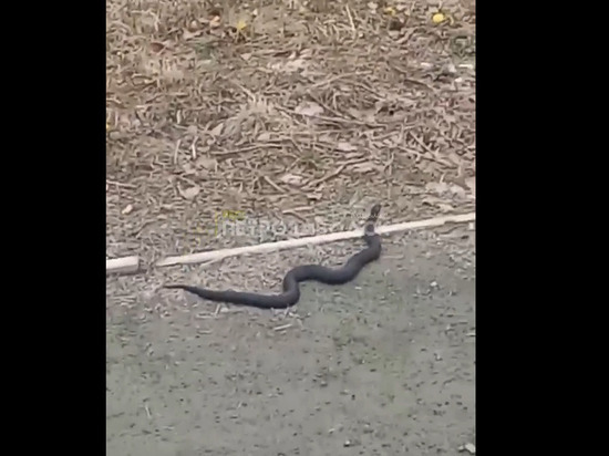 Змея повстречалась на пути жителям Петрозаводска