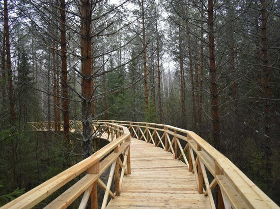 Мост на высоте 3 метров для наблюдения за дикими животными построили в Копкинском парке