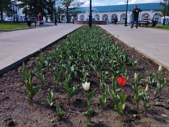 Костромское благоустройство: на клумбах города начали выращивать цветы