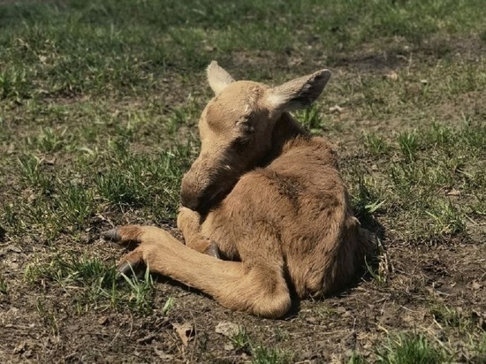 В Барнаульском зоопарке родились два лосенка