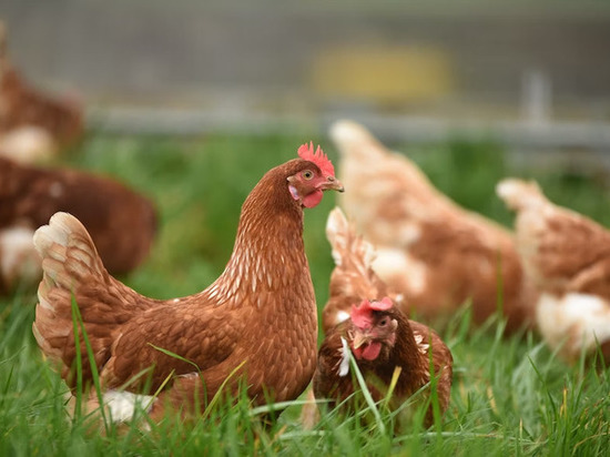 В Удмуртии начнут компенсировать фермерам изъятых из-за птичьего гриппа птиц