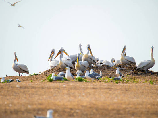 В Астраханской области на Малом Жемчужном загнездились кудрявые пеликаны