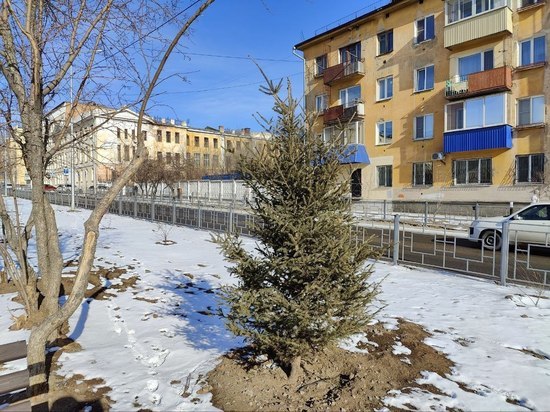 Высаженные в 2022 году в Чите ели осыпались и получили солнечные ожоги
