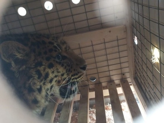 Дальневосточного леопарда досмотрели в аэропорту Хабаровска