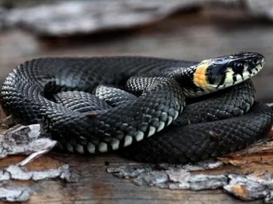 Опасные соседи: ярославцы рассказали о змеях, которых можно встретить даже в городе