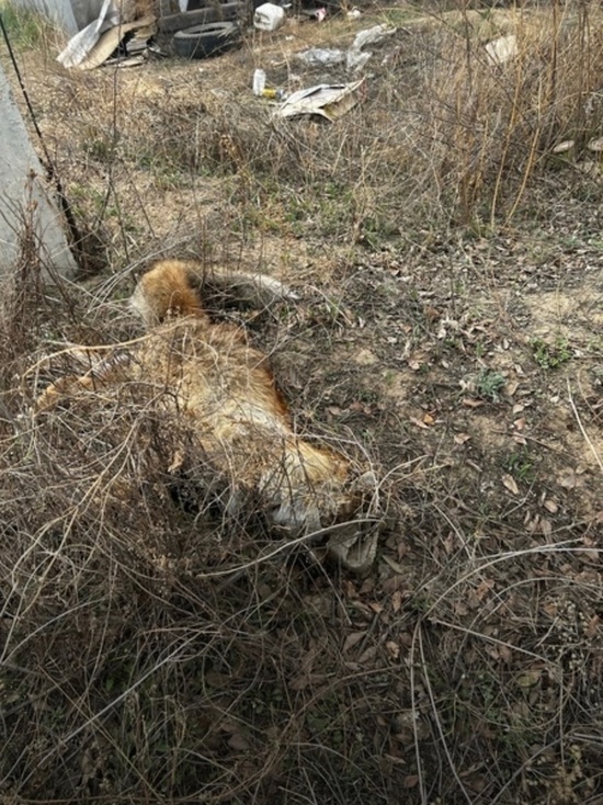 В Улан-Удэ снова нашли труп лисы