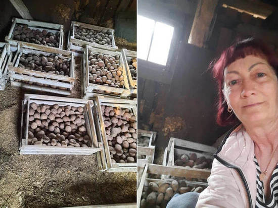 Как правильно высаживать картошку: советы огородников Томской области