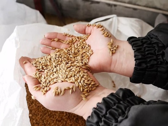 Орловщина стала в 4 раза больше экспортировать пшеницу