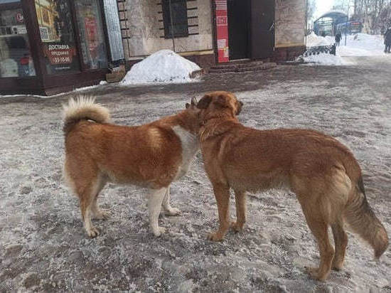 Жители Томска поддержали штрафы за самовыгул собак